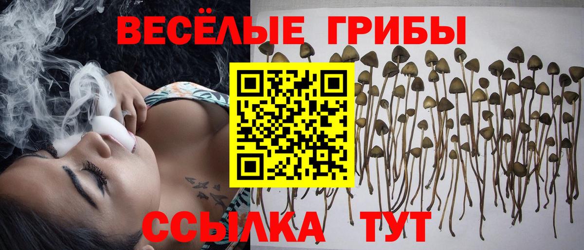 Псилоцибиновые грибы Cubensis Севастополь